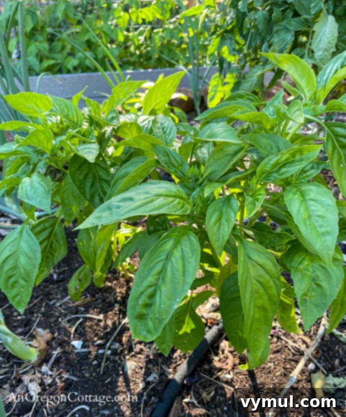 My Favorite Finds Garden Glamour Good Reads 4 healthy garden basil mid july