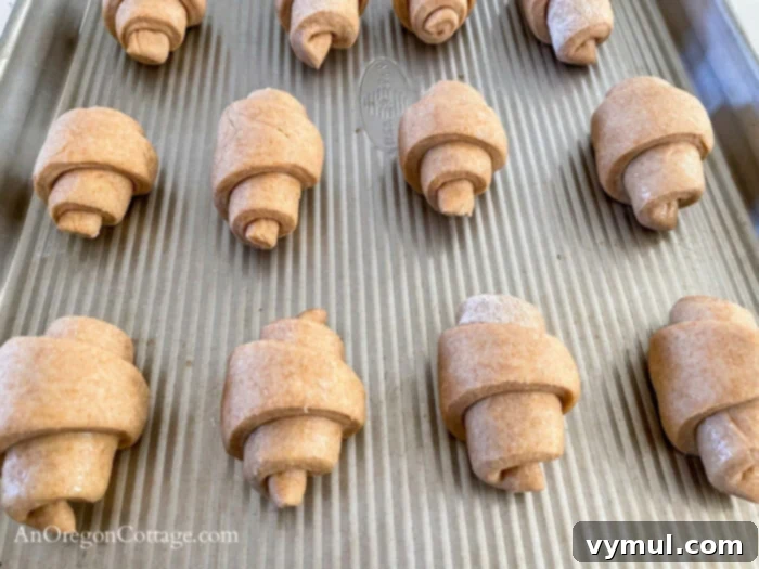 Shaped whole wheat crescent rolls neatly arranged on a baking pan, ready for their second rise.