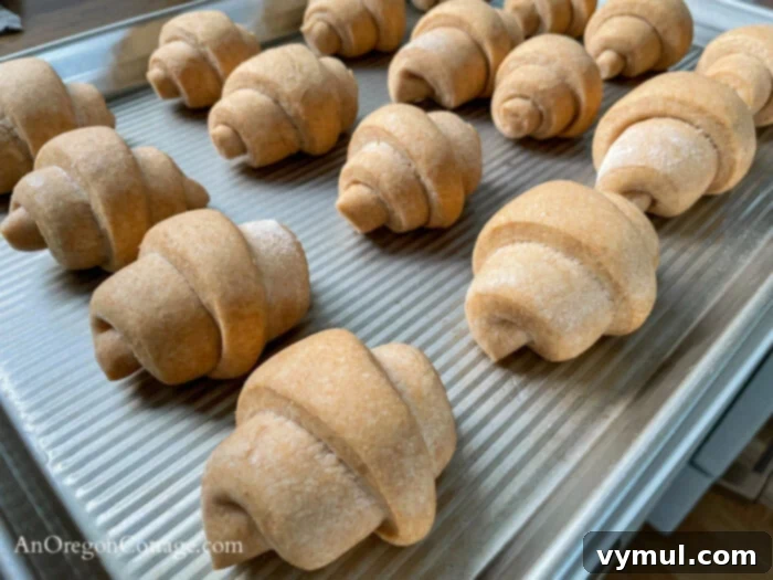 Puffed up whole wheat crescent rolls after their 1-hour rise, showing readiness for baking.