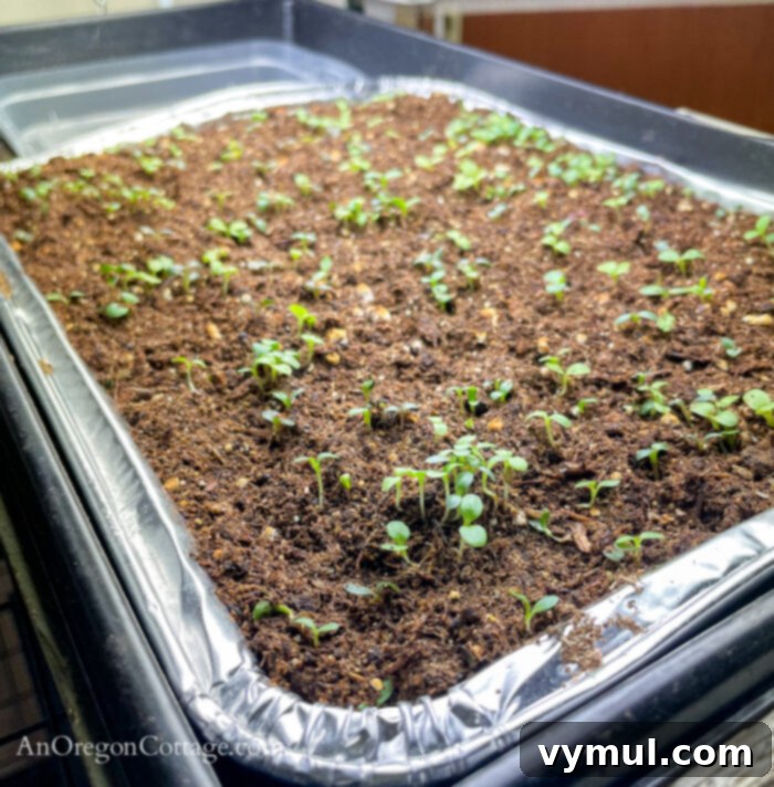 Good Things 58: Cultivating Calm, Organizing Chaos, and Curating Reads 3 Close-up of baby lettuce seedlings thriving indoors under grow lights