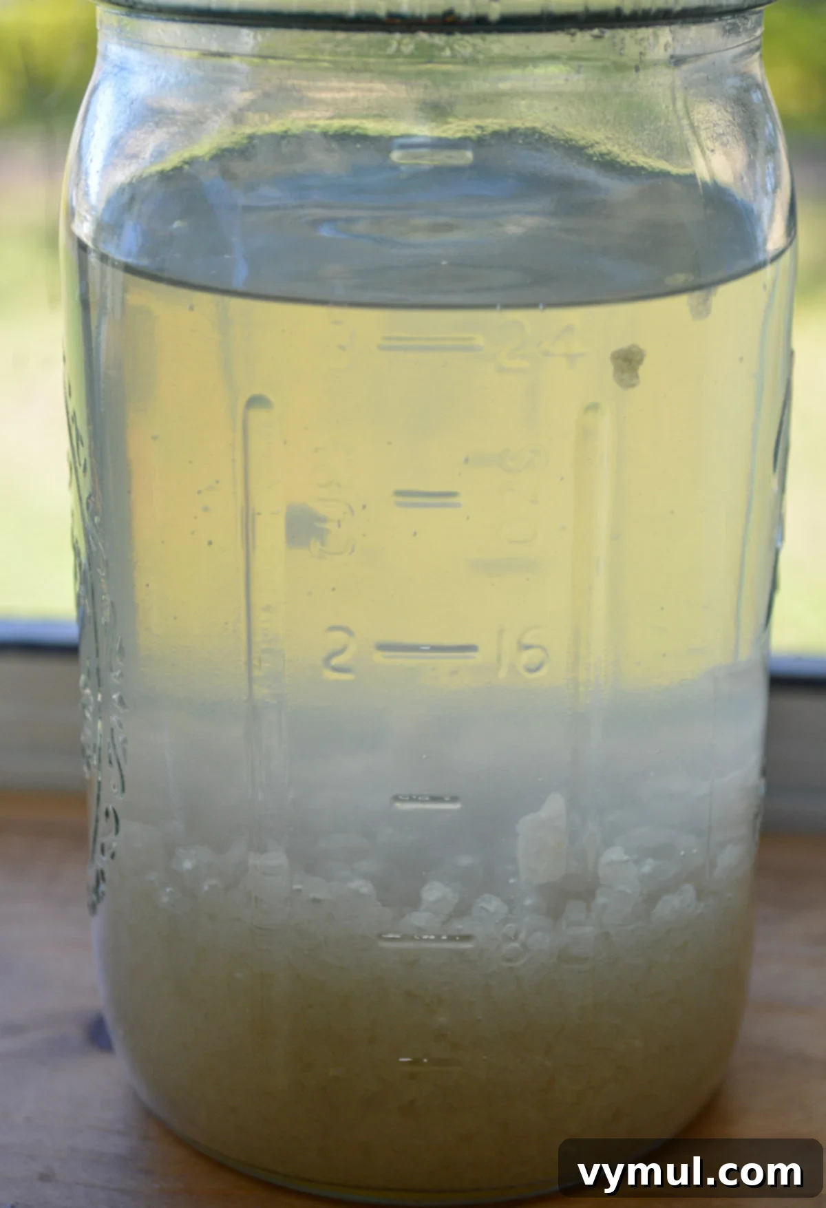 Homemade Water Kefir Made Easy 7 Active water kefir grains bubbling during the first ferment