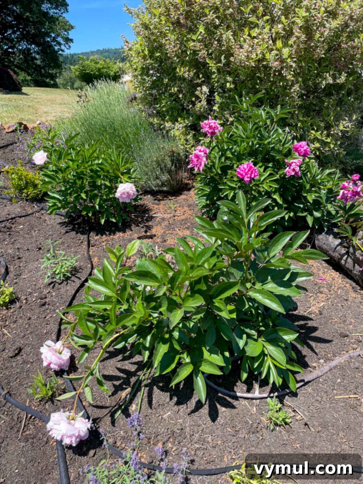 Sixty-Two Tiny Joys: From Peonies to Pristine Panes and Beloved Books 4 blooming peonies in garden sunshine