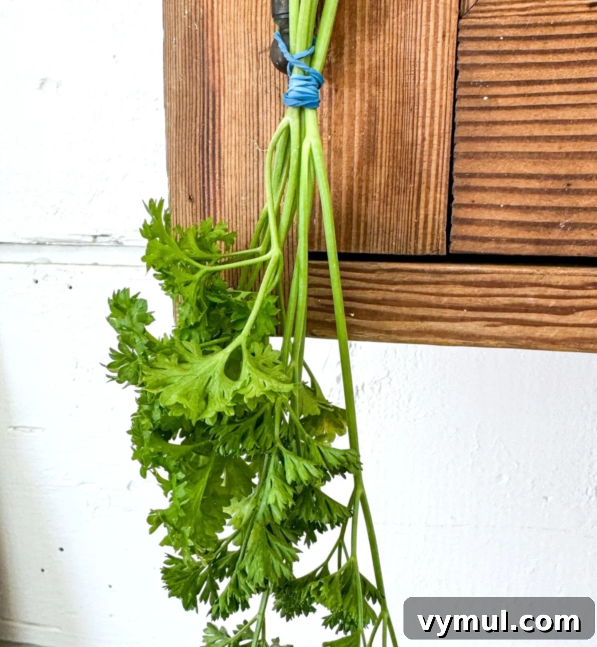 Drying Parsley Made Simple Oven Dehydrator Air 4 bunch parsley hanging to dry