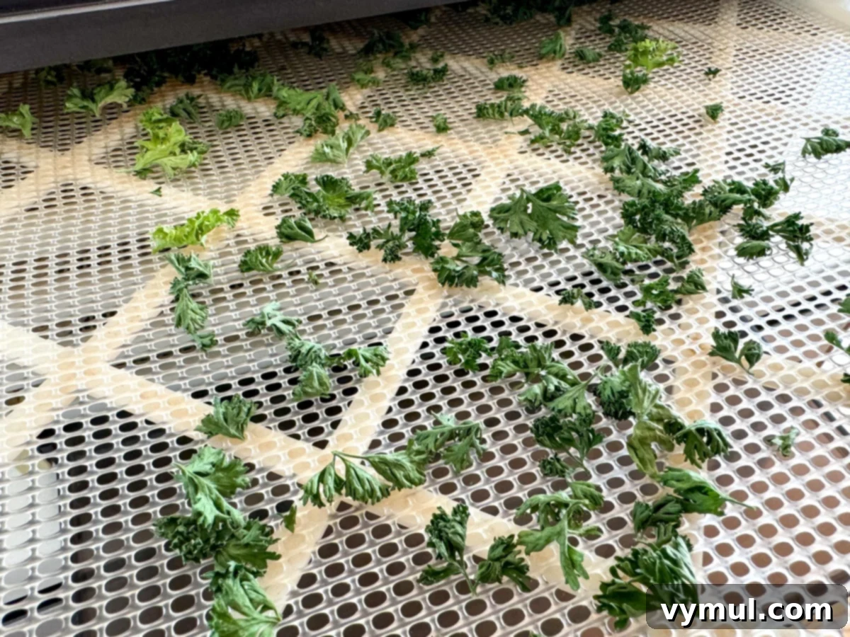 Drying Parsley Made Simple Oven Dehydrator Air 7 parsley dried on dehydrator tray