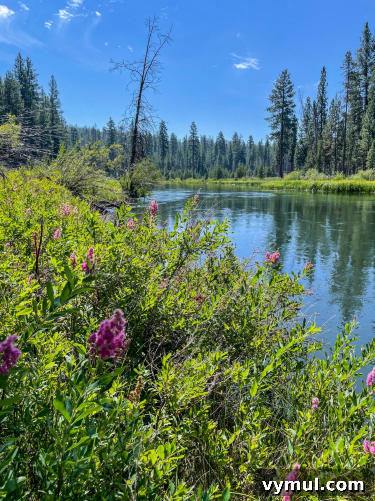 A serene bend of the Deschutes River in Central Oregon, with lush greenery and clear skies.