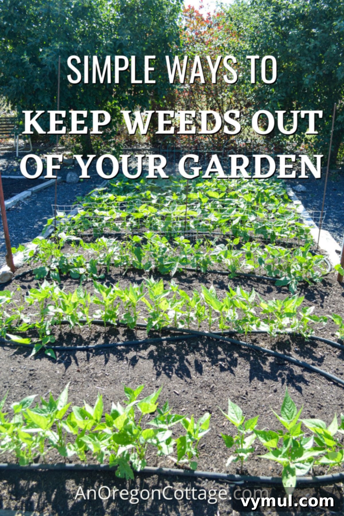 The Organic Gardener's Guide to a Weed-Free Paradise 2 weed-free raised beds with beans in July