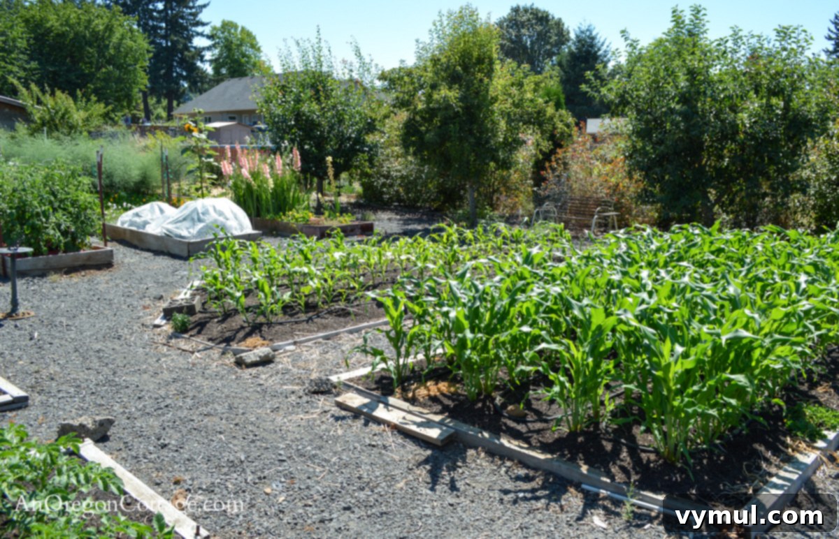 The Organic Gardener's Guide to a Weed-Free Paradise 5 July garden-large raised corn beds