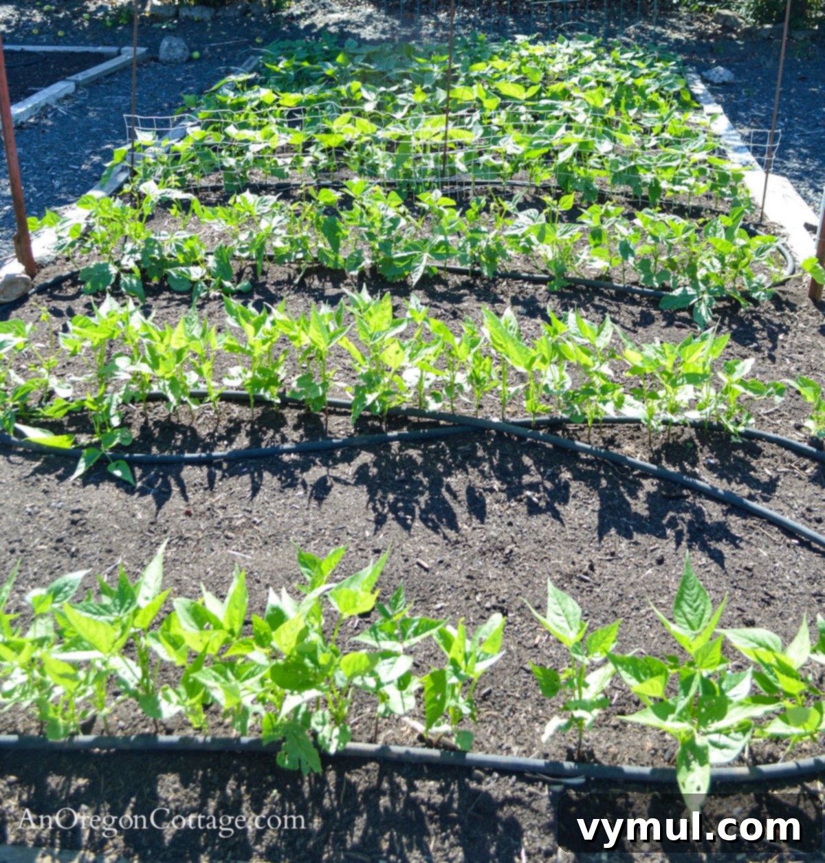 The Organic Gardener's Guide to a Weed-Free Paradise 6 midsummer bean garden bed with no weeds