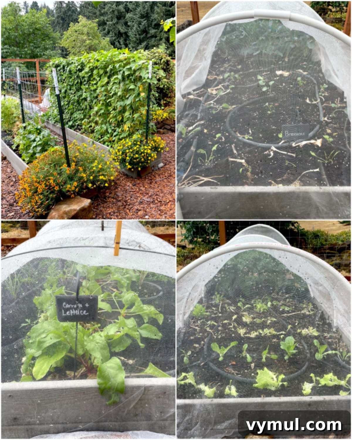 Autumn's Bounty: Garden Gifts, Wellness Essentials, and Enriching Reads 4 fall garden collage of four beds planted