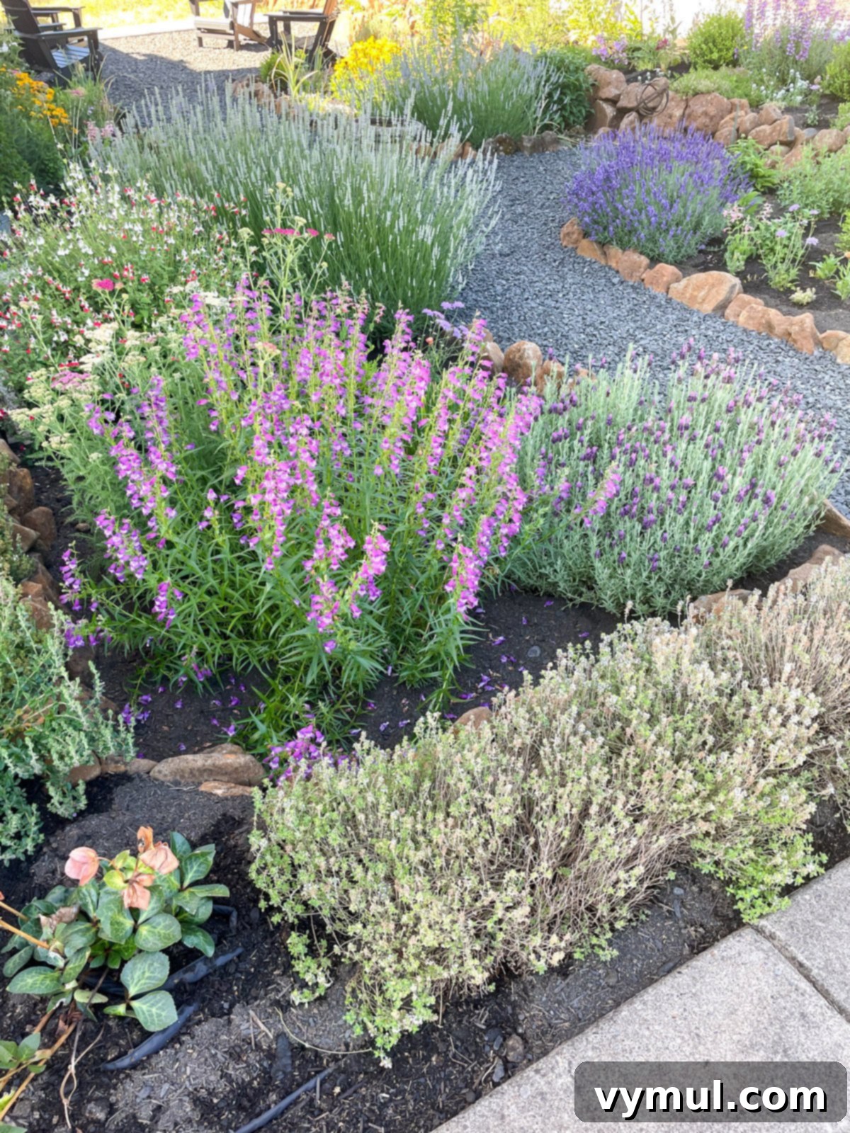 Flower and herb garden with deer resistant thyme, penstemon, lavender, salvia, and hellebore.