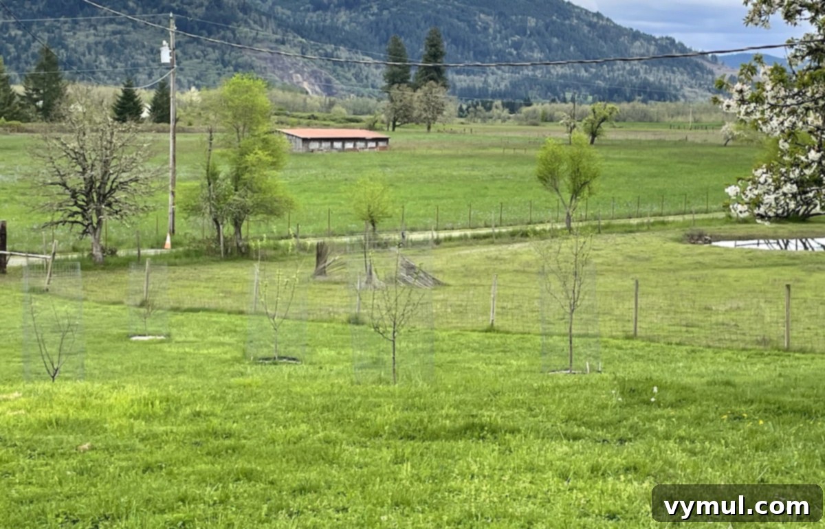 small orchard with 6 trees