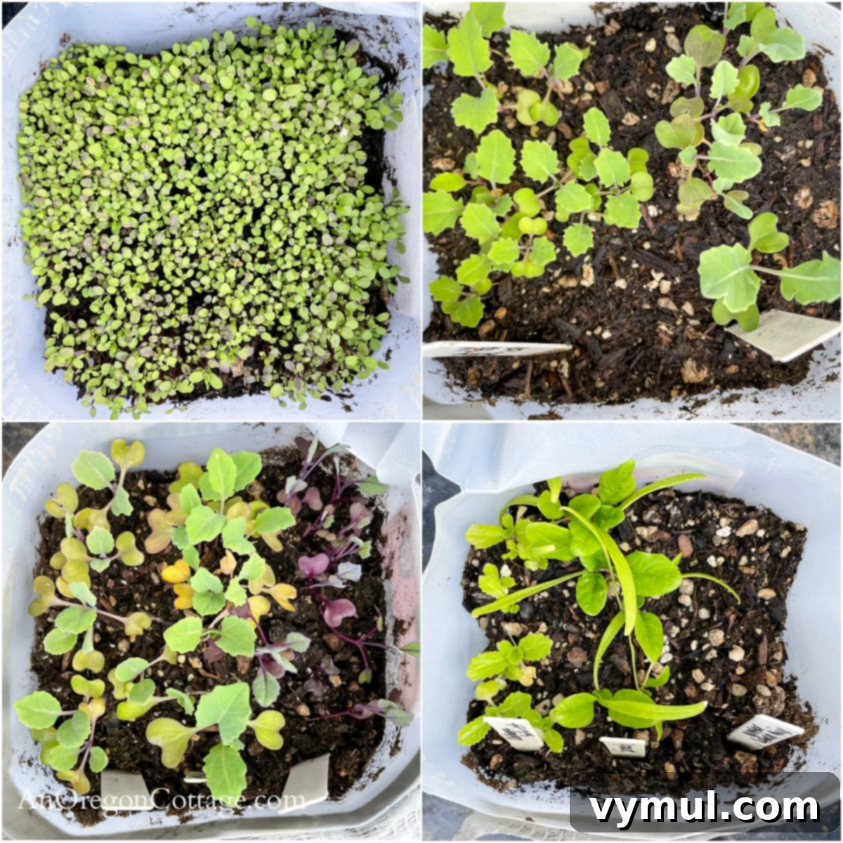 April seedling grown in 4 milk jugs