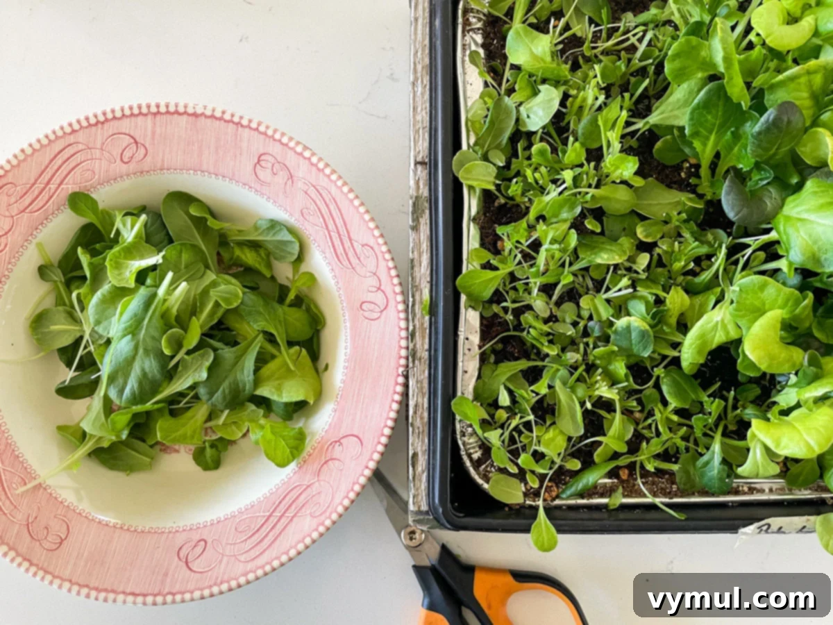 harvesting baby lettuce grown indoors with scissors