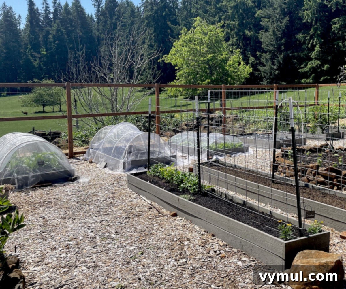 raised bed vegetable garden with insect netting over some beds