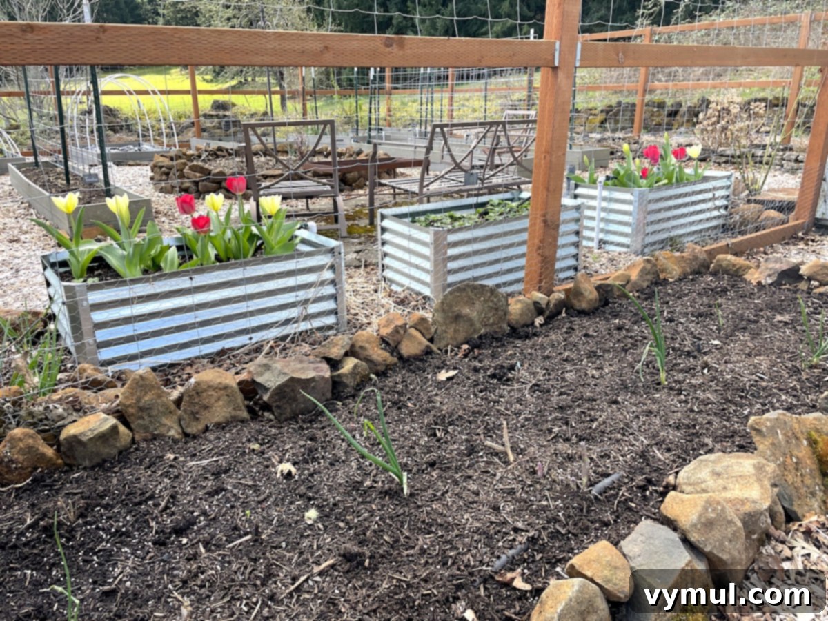 asparagus bed in front of metal beds of blooming tulips