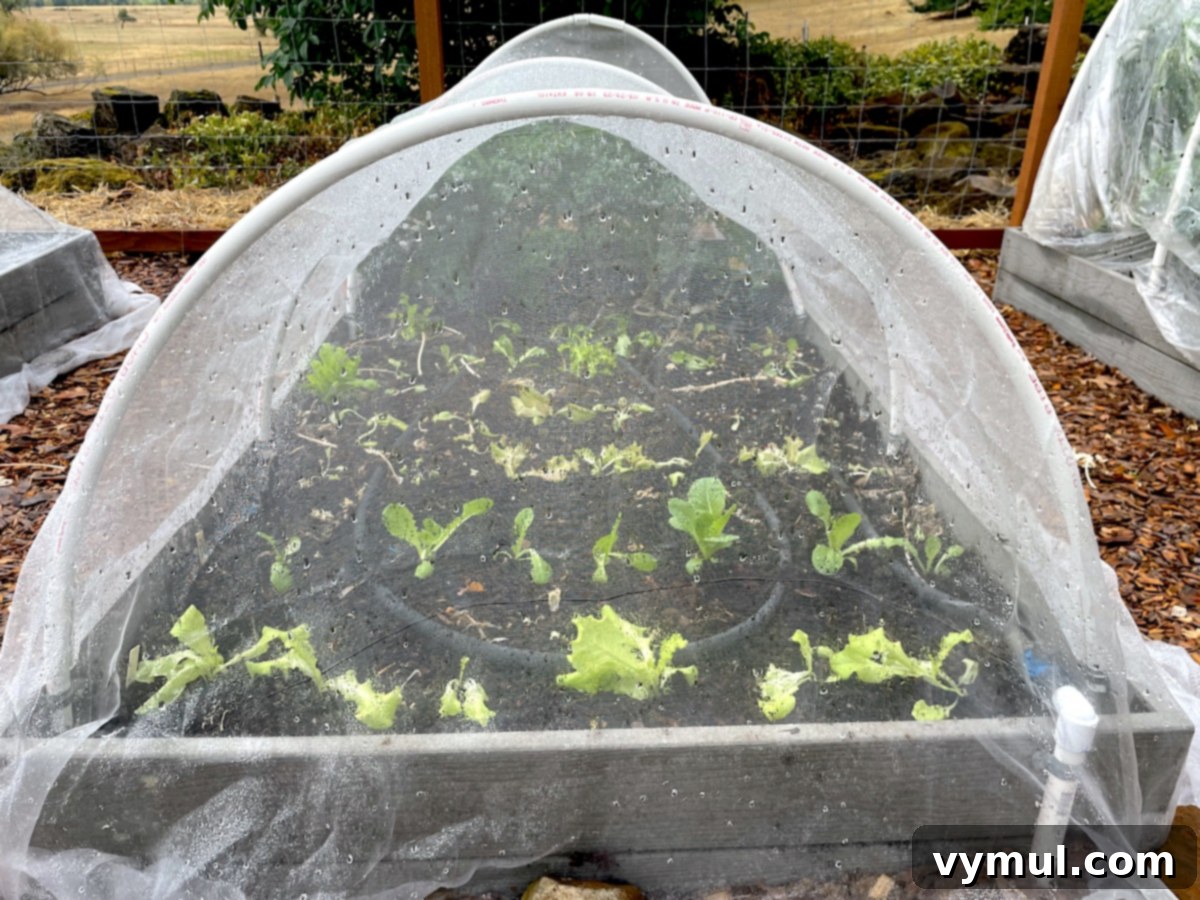 fall lettuce seedlings growing under insect netting