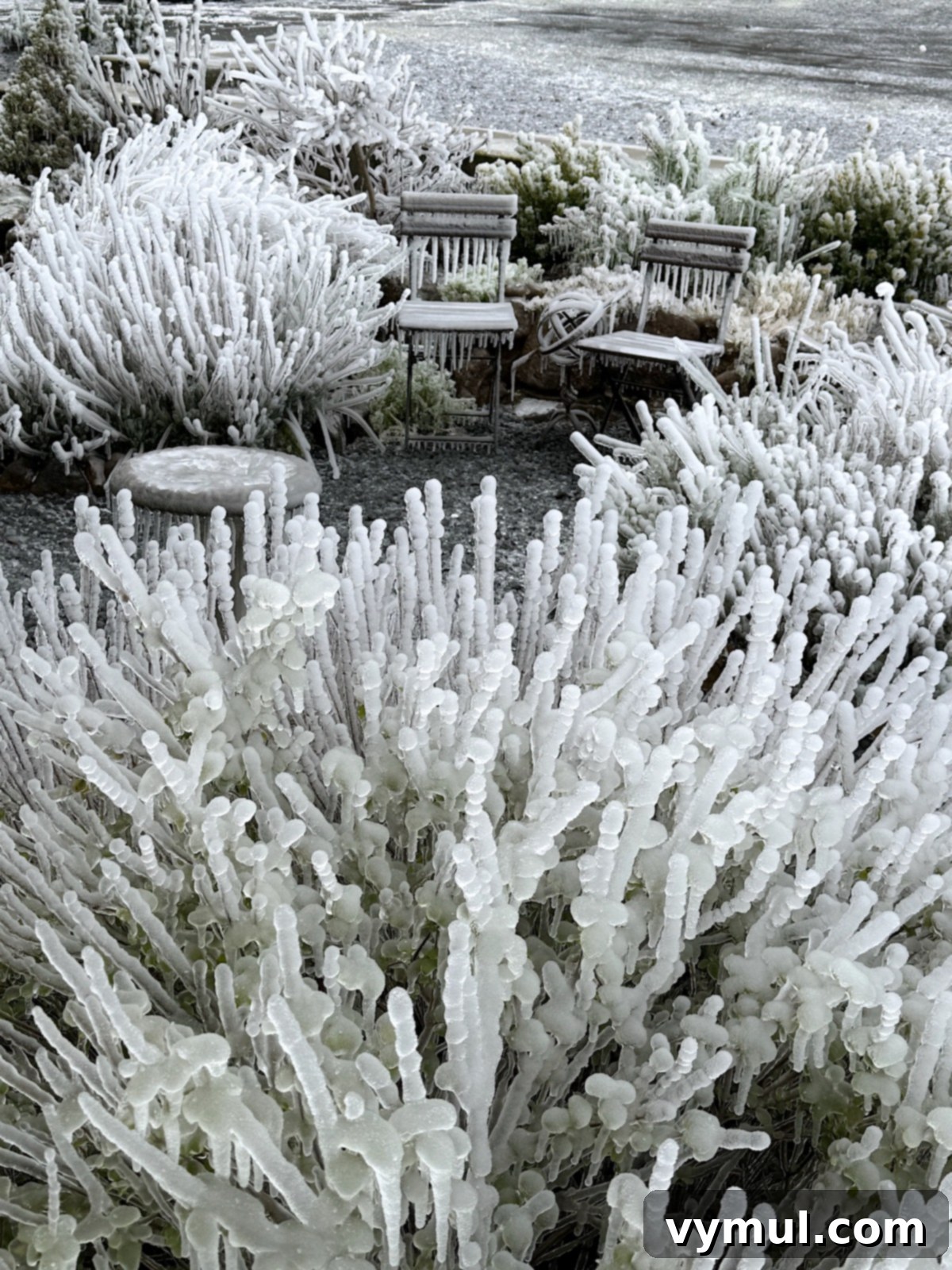 Good Things 69: Power Prep, Old Home Finds, Warm Drinks, New Reads 3 An inch of ice covering plants and chairs in a garden.