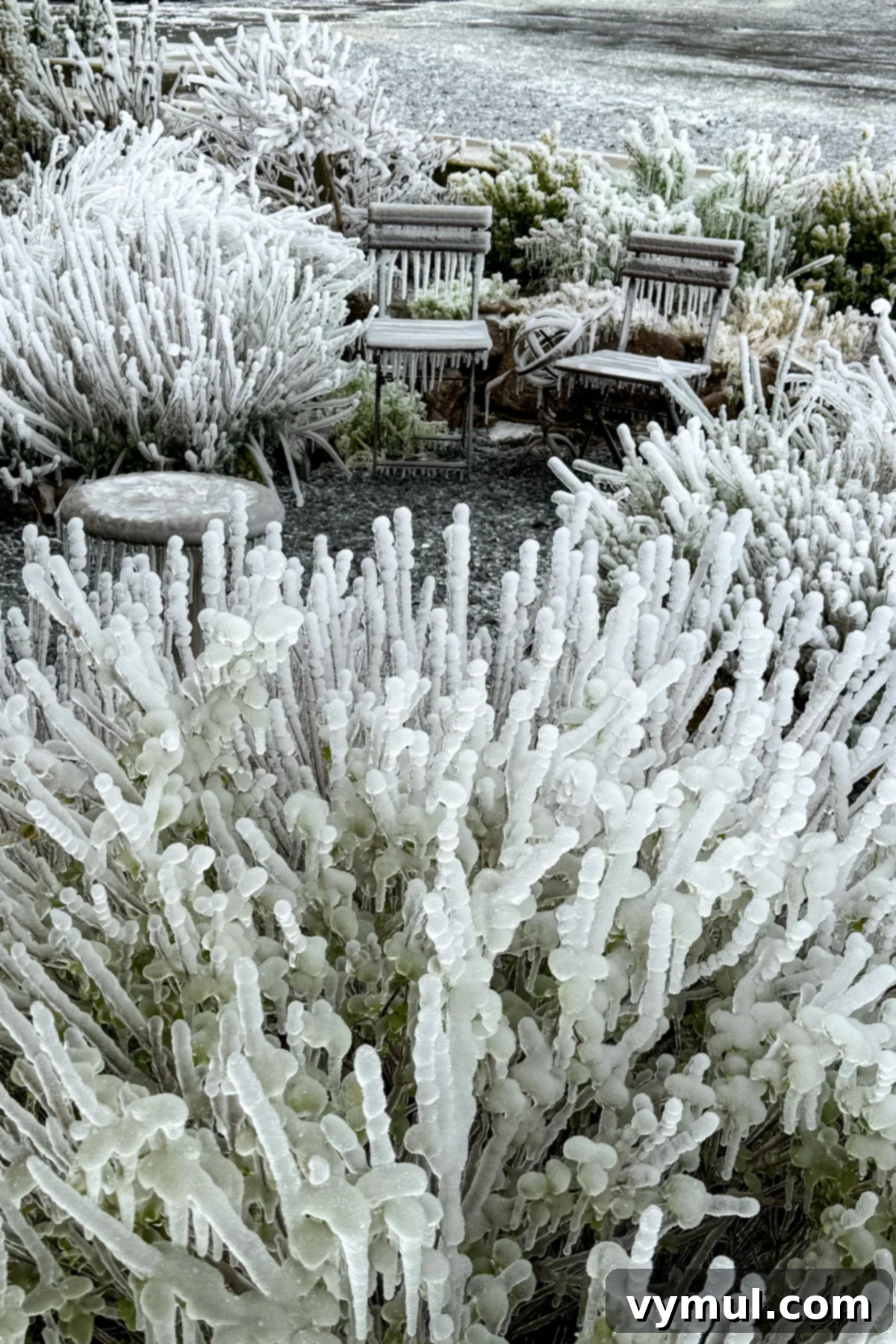 ice covered plants and chairs in garden