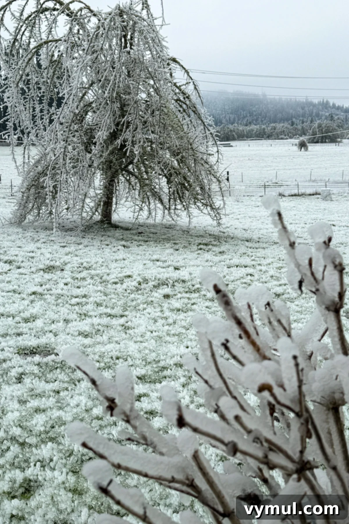 tree and grass covered in white ice