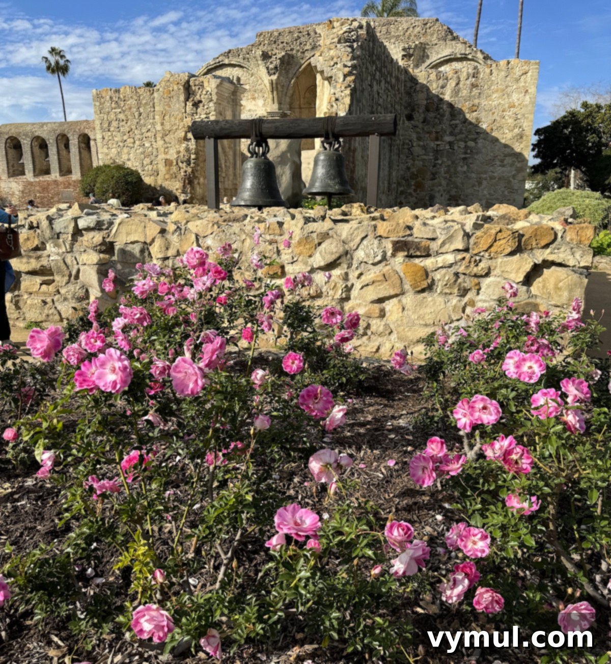 Vibrant roses in full bloom during February at Mission San Juan Capistrano, a testament to California's mild winter.
