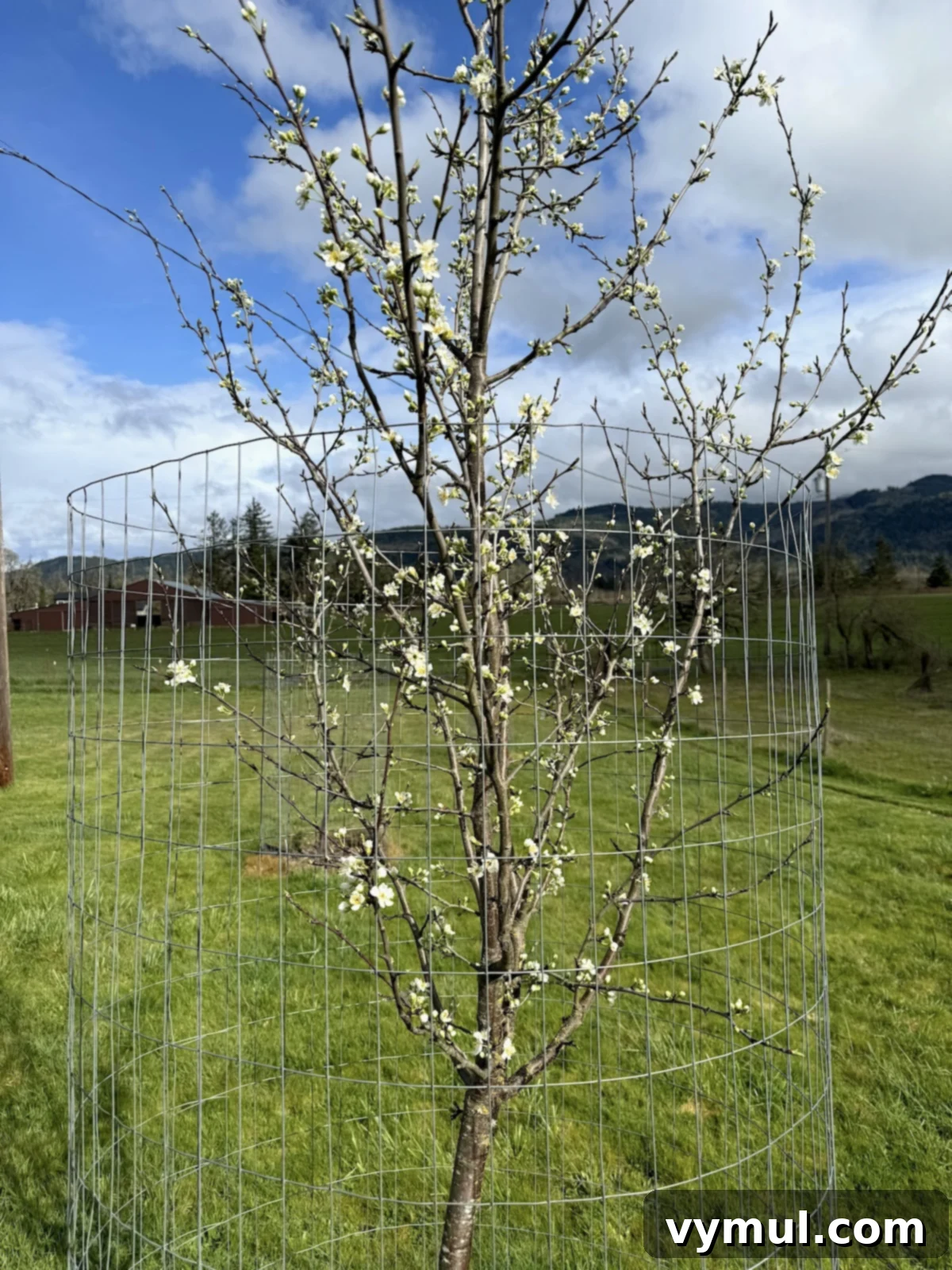 71 Good Things: Orchard Tips, Vintage Kitchen Inspiration, and Six Must-Read Books 4 5-year old plum tree covered in white blossoms