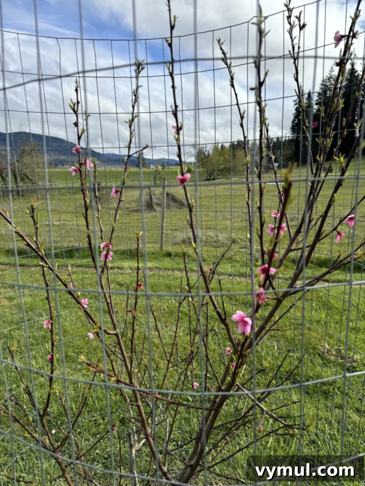 71 Good Things: Orchard Tips, Vintage Kitchen Inspiration, and Six Must-Read Books 5 peach tree with many pink blossoms
