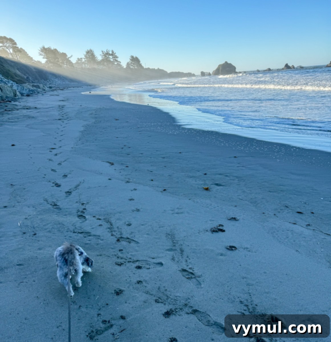 Entry 77: Crescent City Explorations, Barn Makeover, Preserved Victories, Recent Reads & Beyond 4 walking the beach with a small dog