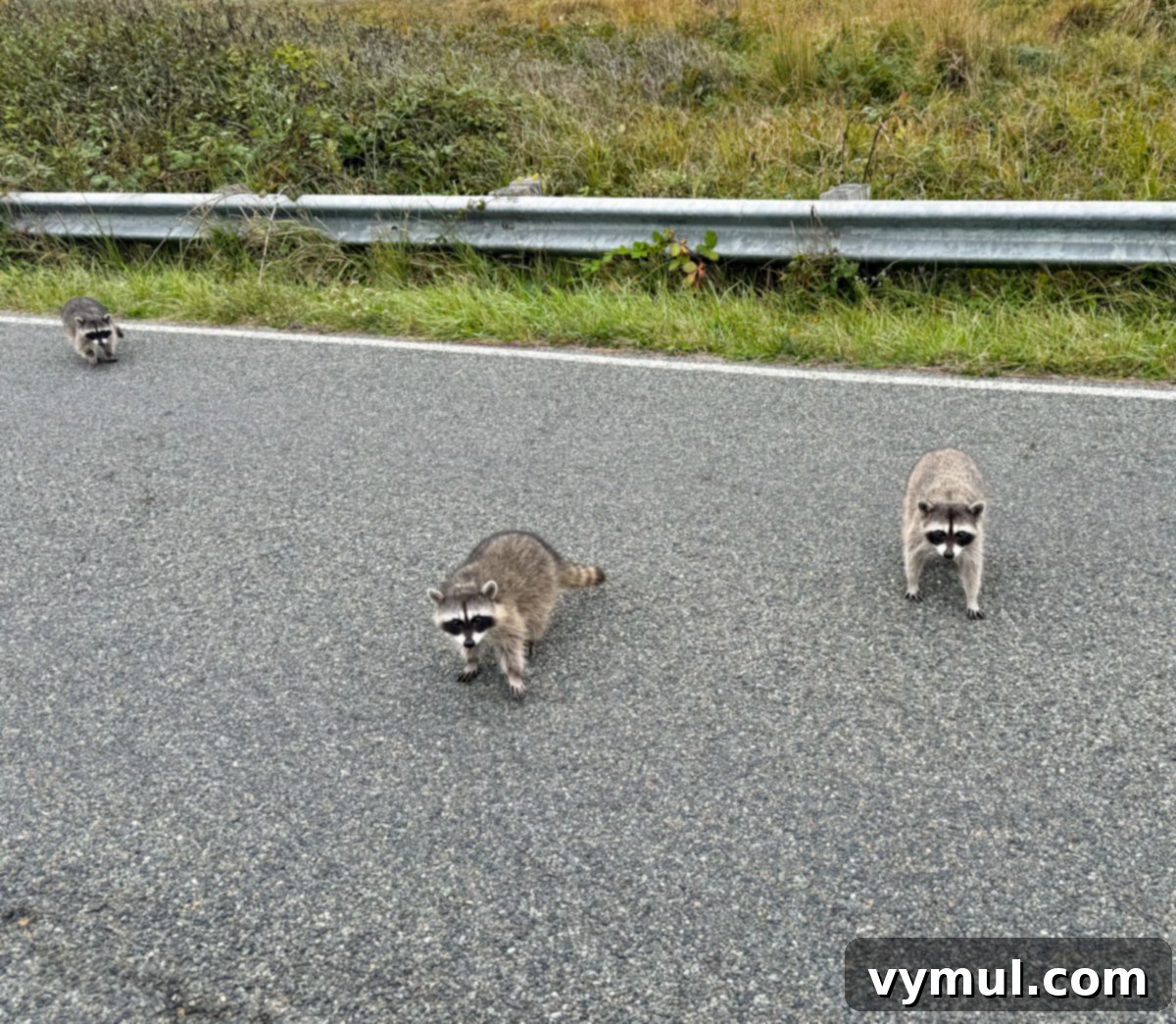 Entry 77: Crescent City Explorations, Barn Makeover, Preserved Victories, Recent Reads & Beyond 8 raccoons on the road