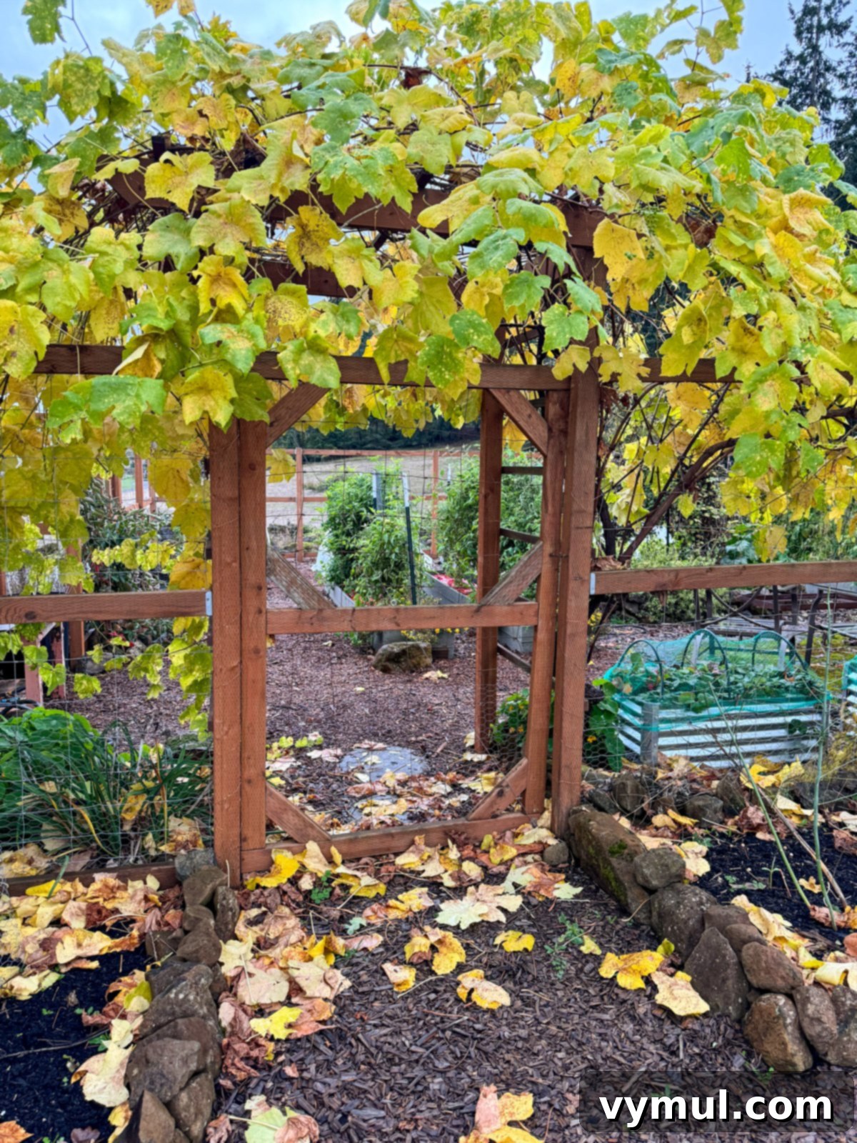 garden gate grape arbor in fall