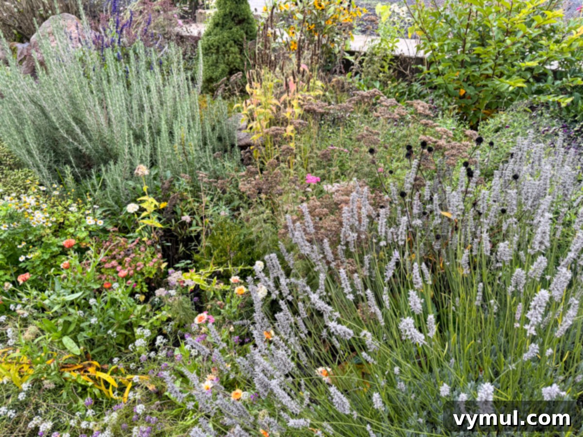 fall flowers with seedheads
