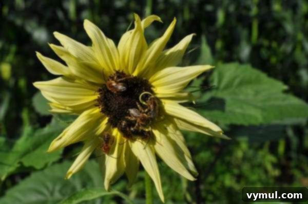 Kış Bahçeciliği: Tohum Düzeni ve Kolay Saklama Yöntemleri 11 Italian White Sunflower with creamy white petals and dark center