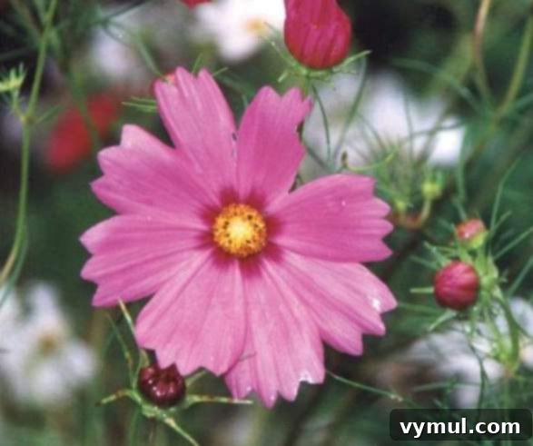 Kış Bahçeciliği: Tohum Düzeni ve Kolay Saklama Yöntemleri 12 Cosmos Sensation Mix flowers in white, pink, and pastel colors in a garden setting