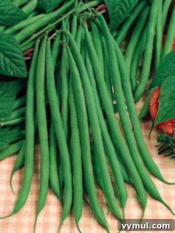 Kış Bahçeciliği: Tohum Düzeni ve Kolay Saklama Yöntemleri 7 Fortex Pole Green Bean, long and slender pods
