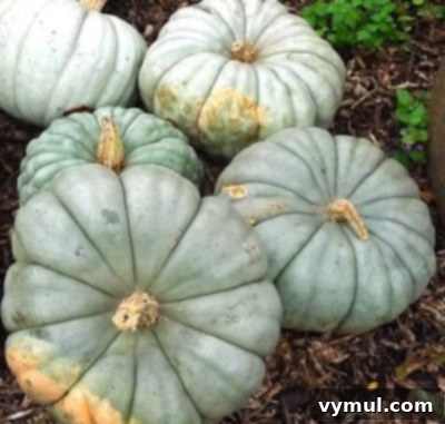 Kış Bahçeciliği: Tohum Düzeni ve Kolay Saklama Yöntemleri 10 Jarrahdale squash, a beautiful blue-gray winter squash