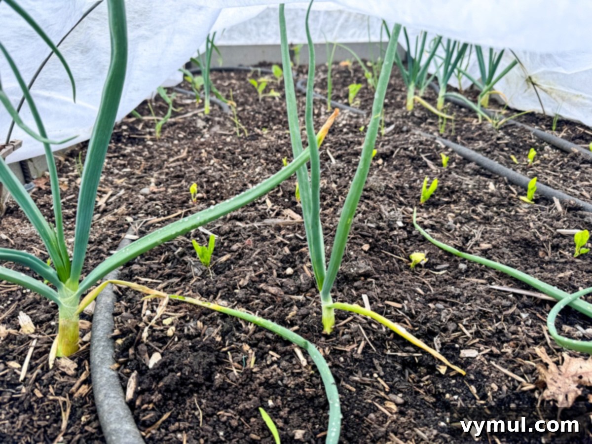 83 Good Things: Spring Garden, Favorite Skillet, Berry Patch, and New Reads 3 Spinach transplants and fall-sown Walla Walla onions thriving in a garden bed under a frost cover in early spring.