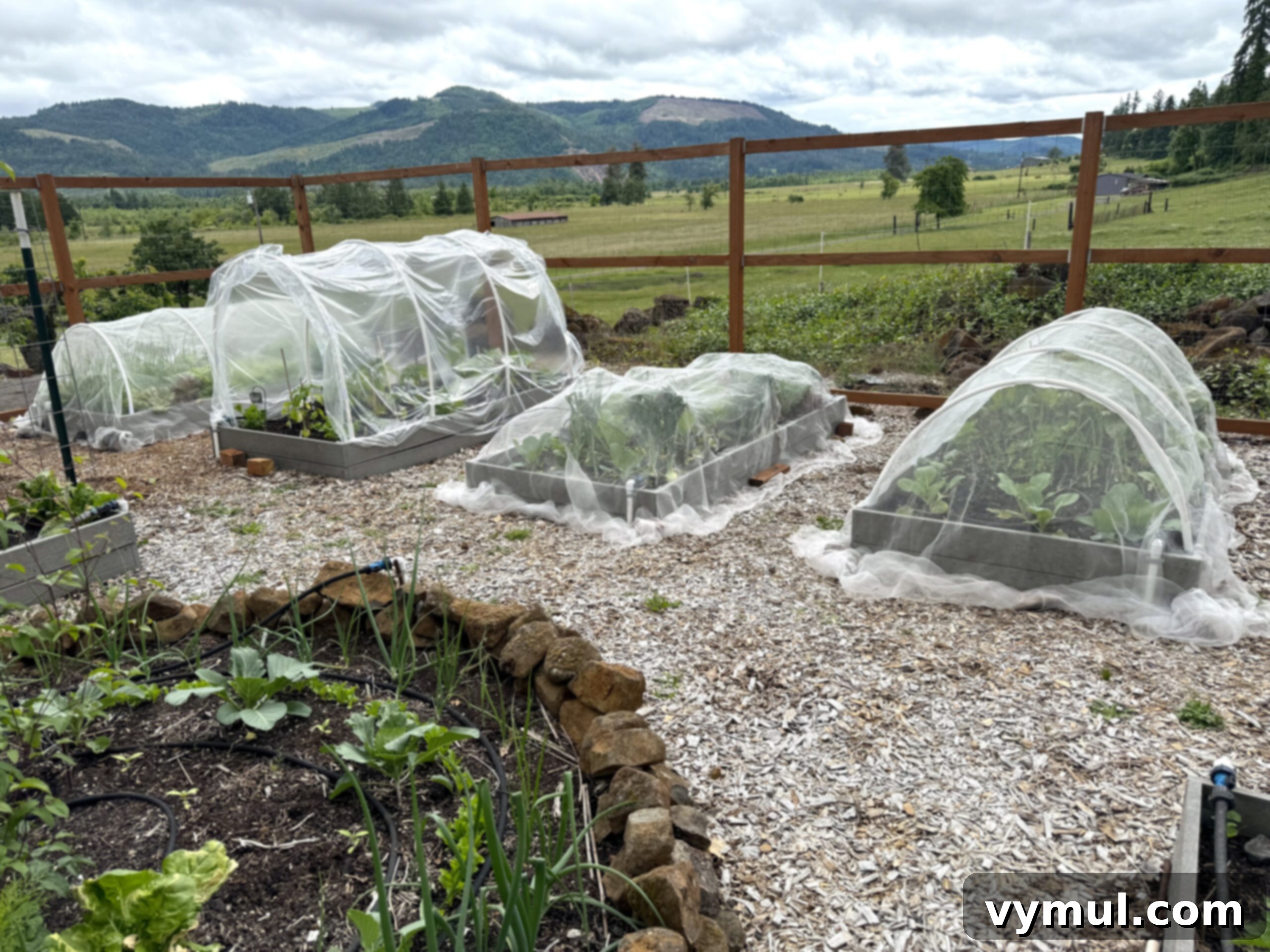 garden beds covered in insect netting