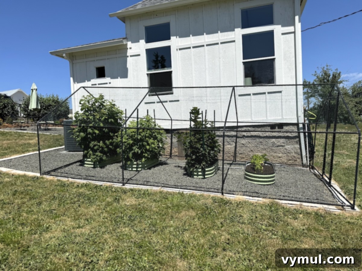 berries in raised beds with netted covering