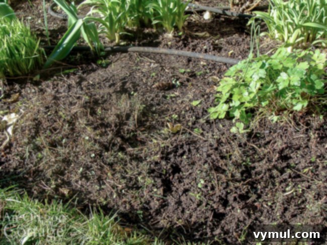 Spring Garden Cleanup and Weeding Guide 7 coreopsis-after cutting back