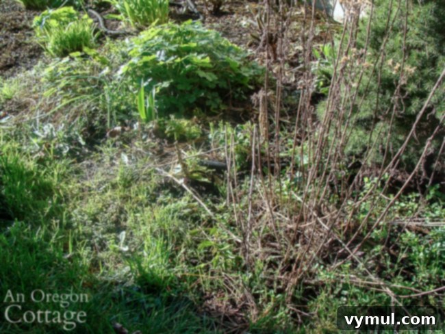 Spring Garden Cleanup and Weeding Guide 8 yarrow-before cutting back
