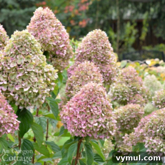 Simple Beauty: Durable Shrubs and Perennials 10 Easy Care Shrubs-Perennials-conical shaped 'Little Lime' hydrangea in October