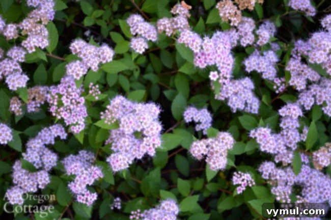 Simple Beauty: Durable Shrubs and Perennials 12 Easy Care Shrubs-Perennials-Spirea shrub with pink blooms