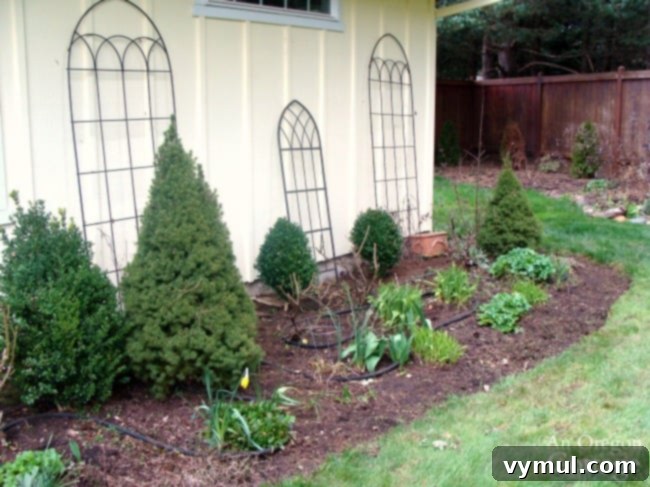 Simple Beauty: Durable Shrubs and Perennials 13 Easy Care Shrubs-Perennials-dwarf alberta spruce and boxwood in a flower border