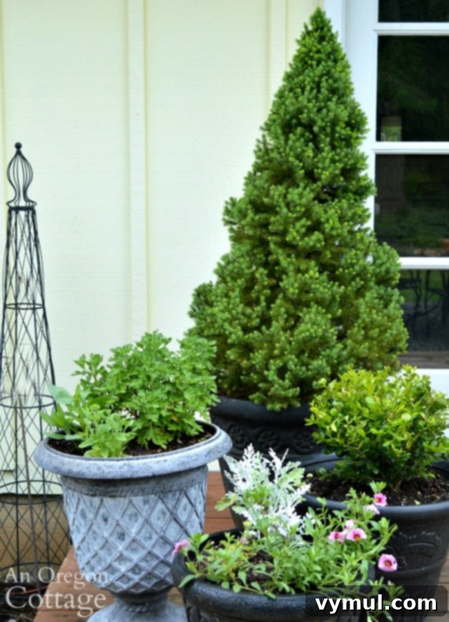 Simple Beauty: Durable Shrubs and Perennials 14 Easy Care Shrubs-Perennials-dwarf alberta spruce and boxwood in a container