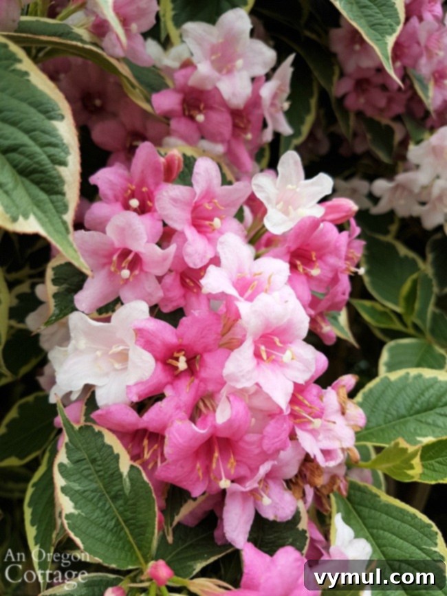 Simple Beauty: Durable Shrubs and Perennials 15 Easy Care Shrubs-Perennials-weigela florida with variegated leaves and pink flowers