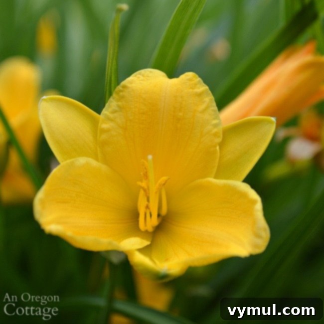 Simple Beauty: Durable Shrubs and Perennials 3 Easy Care Shrubs-Perennials-Stella D'oro daylily in full bloom