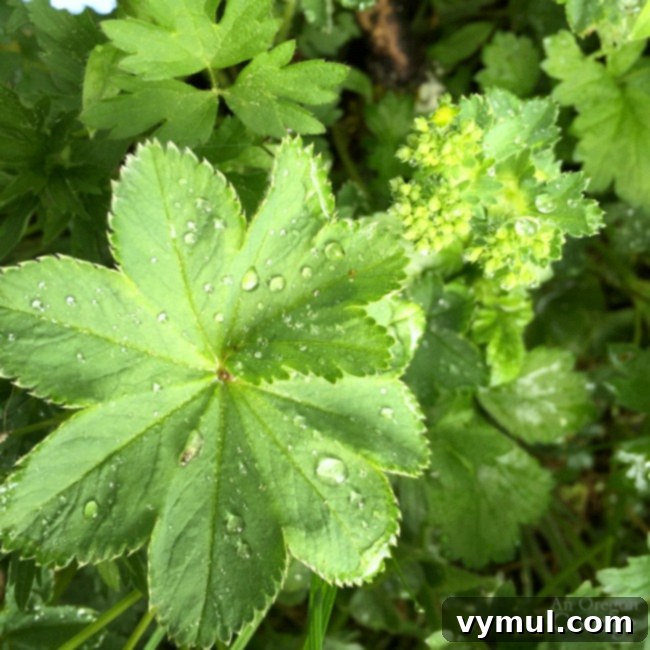 Simple Beauty: Durable Shrubs and Perennials 4 Easy Care Shrubs-Perennials-ladys mantle with dewdrops