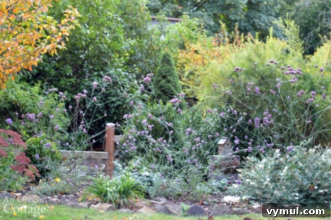 Simple Beauty: Durable Shrubs and Perennials 5 Easy Care Shrubs-Perennials-verbena bonariensis in a sunny garden border