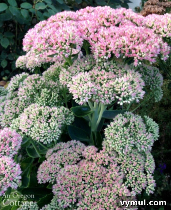 Simple Beauty: Durable Shrubs and Perennials 6 Easy Care Shrubs-Perennials-sedum 'Autumn Joy' in late summer with pink blooms