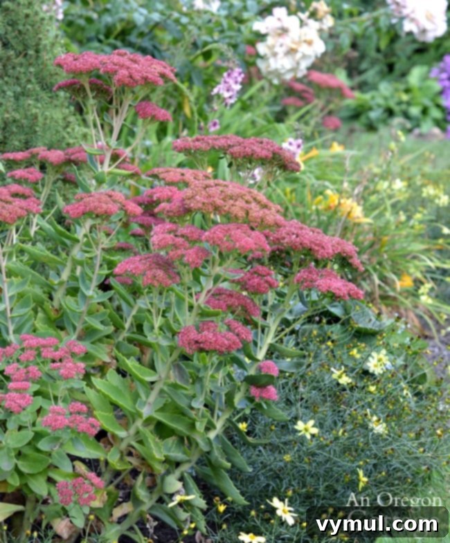 Simple Beauty: Durable Shrubs and Perennials 7 Easy Care Shrubs-Perennials-sedum 'Autumn Joy' in mid-October with deep bronze blooms