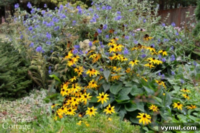 Simple Beauty: Durable Shrubs and Perennials 8 Easy Care Shrubs-Perennials-blackeyed susan blooming in summer